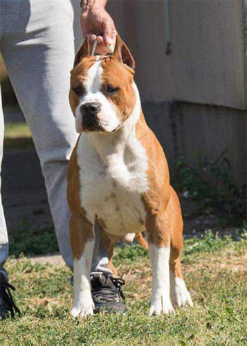 BUSTER SHINING FIELD LONG STEP 